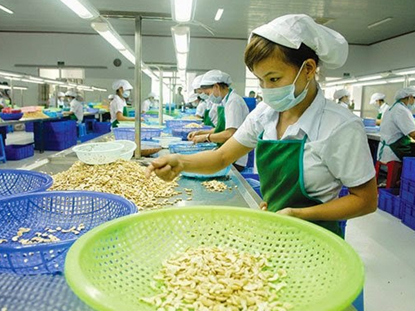 Việt Nam xuất khẩu hạt điều đứng đầu thế giới 8 năm liên tiếp